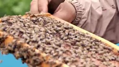 养蜂人。 养蜂理念蜂农.. 蜜蜂采蜜。